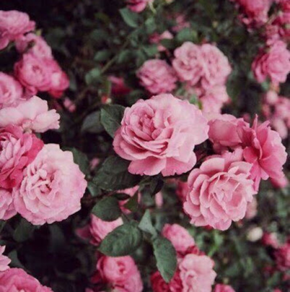 Meet your Posher, Morgan - Picture 1 of 1